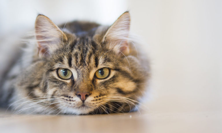 Download cropped-bg-cat-header.jpeg